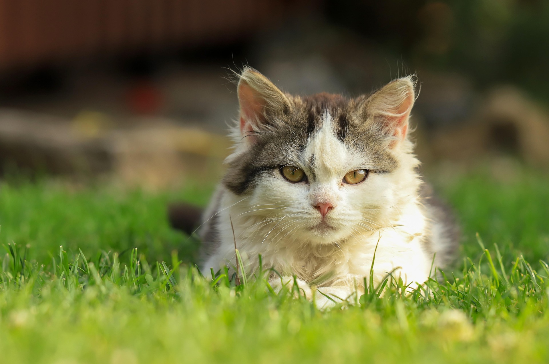 Kitten playing on the grass - Star Milling Co.