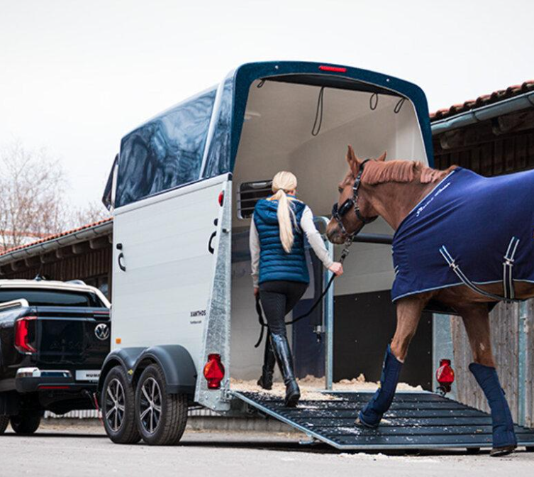 Evacuating a horse into a trailor Evacuating ahorse into a trailor