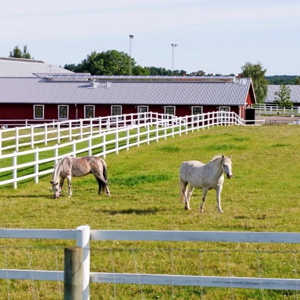 Horses in pasture Horses in a pasture can shelter in the barn