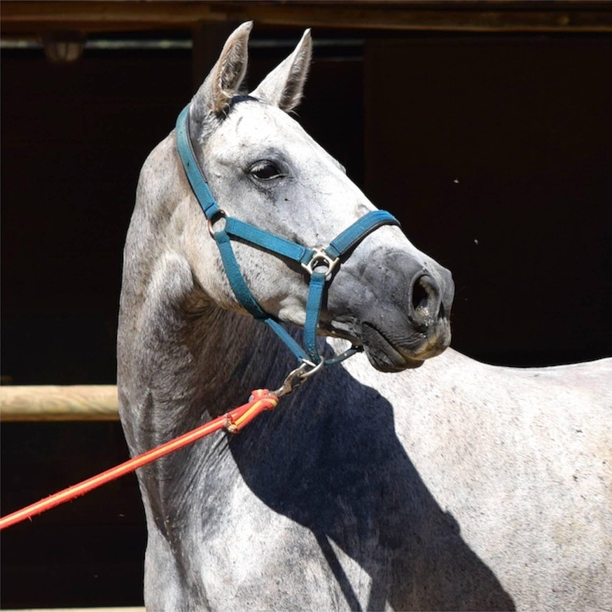andalusian-2137549_1280 Horse with cotton lead rope and harness