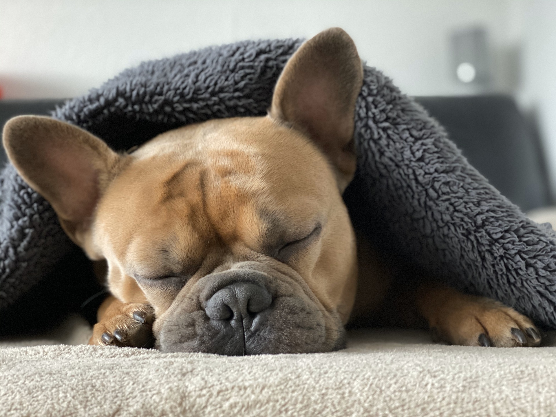 french-bulldog Dog resting at home while recovering from respiratory illness