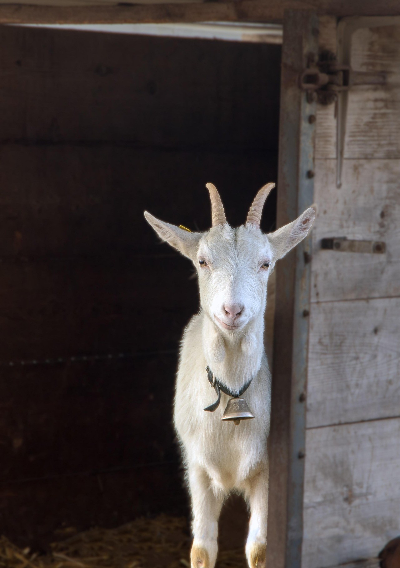 Goat peeking outside from a barn - Star Milling Co.