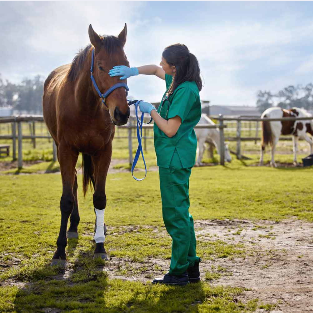 horse with vet Horse being examined by a vet