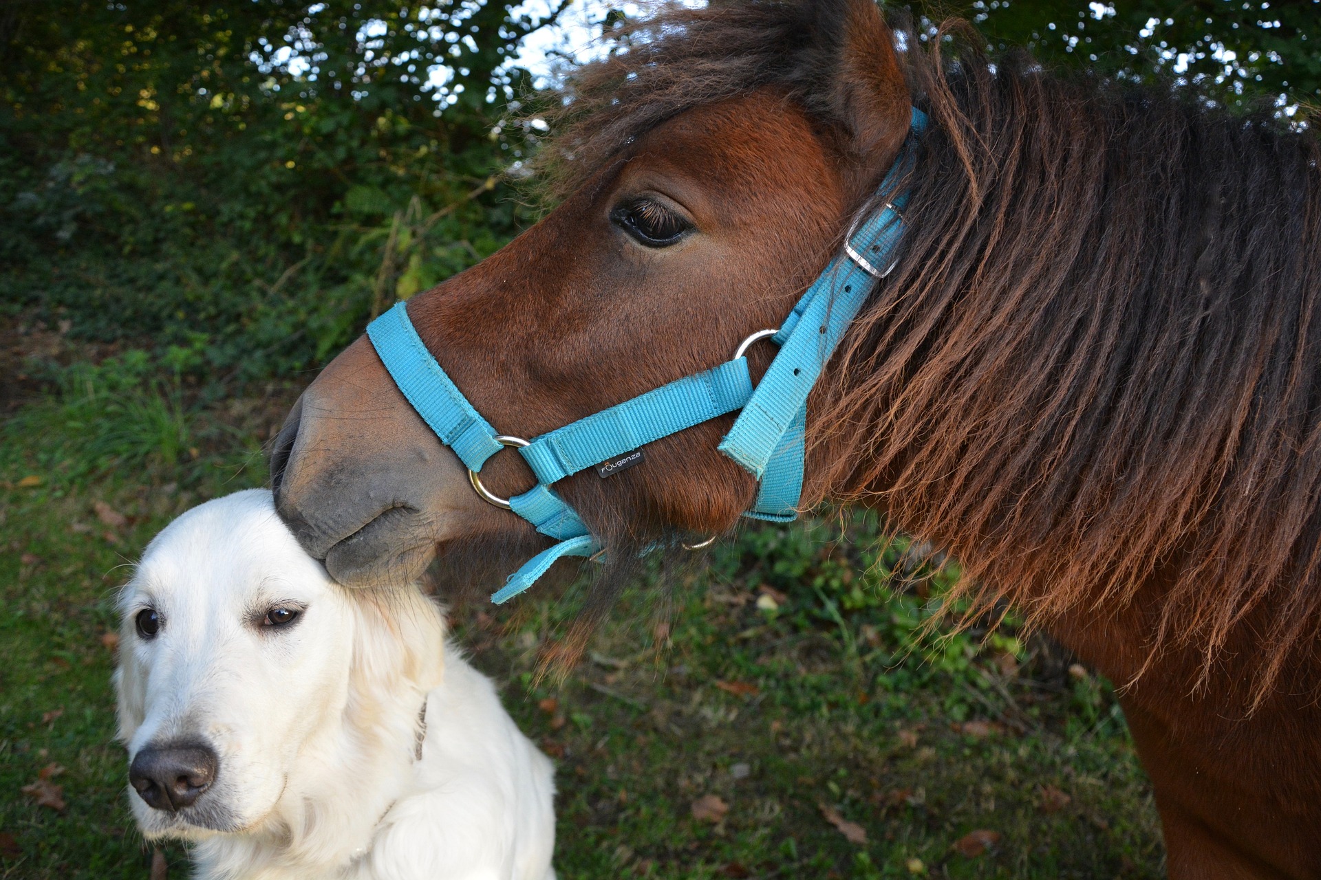 Horse with white laborador