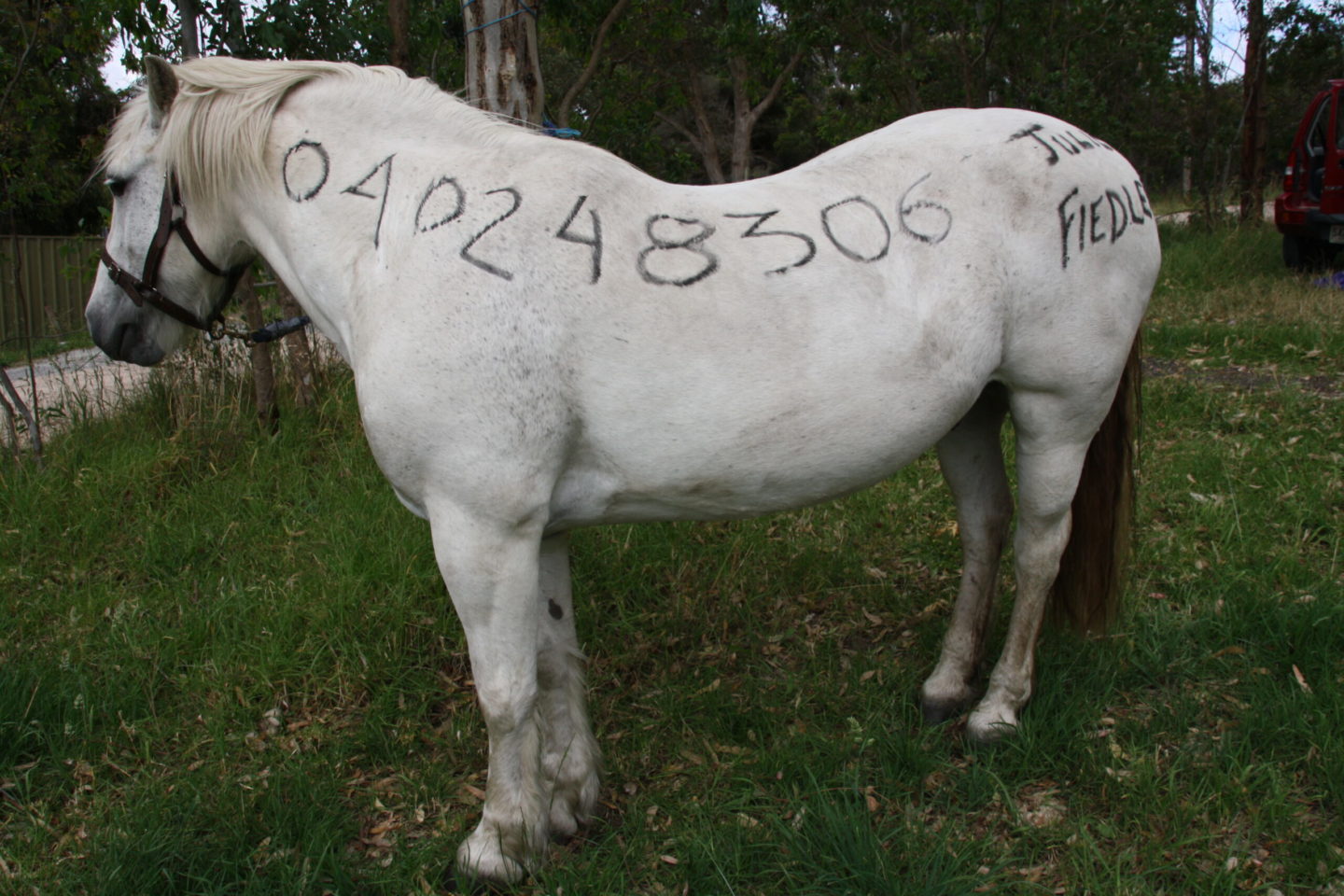 horse emergency id