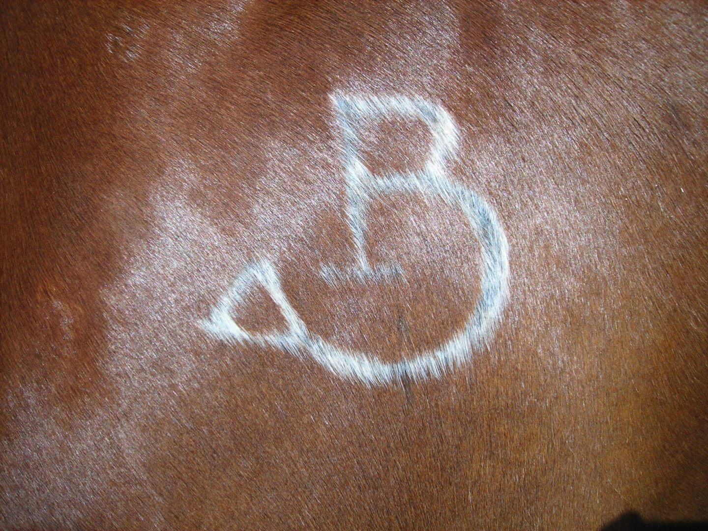 shoulder brand, freeze brand, horse id