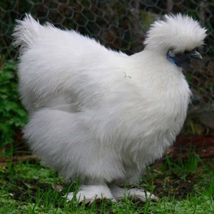 Silkie chicken breed