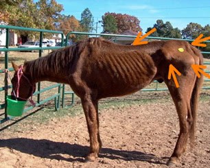 Bray Emanciated Horse