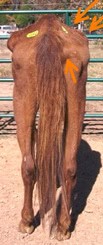 Bray Emanciated Horse 2