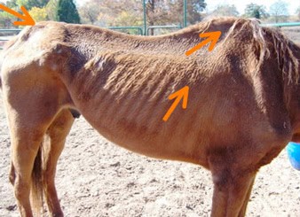 Bray Emanciated Horse 3