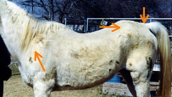 Bray Very Thin Horse