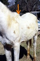 Bray Very Thin Horse 3