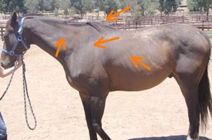 Bray Thin Horse