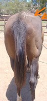 Bray Thin Horse 2