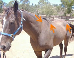 Bray Thin Horse 3