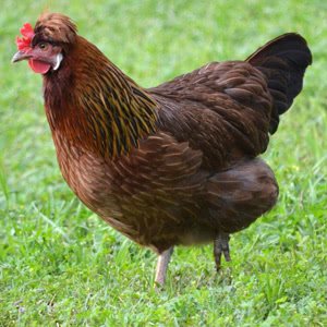 Altsteirer chicken breed