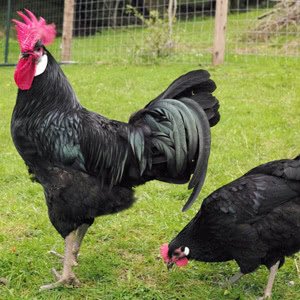 Barbezieux chicken breed