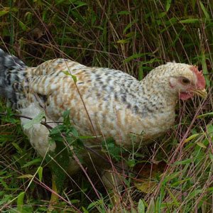 Basque chicken breed