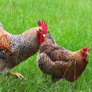 Bielefelder chicken