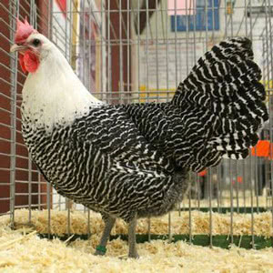 Brakel chicken
