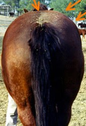 Bray Obese Horse 3