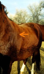 Bray Obese Horse