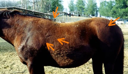 Bray Obese Horse 2