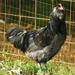 Ameraucana chicken