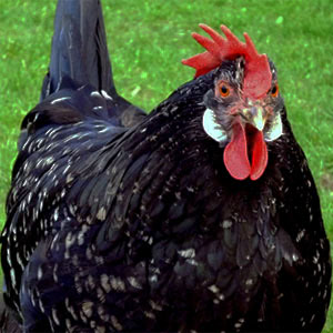Ancona chicken