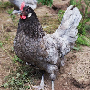 Andalusian chicken breed