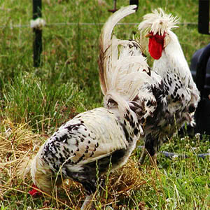 Appenzeller chicken breed