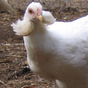 Araucana chicken breed