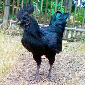 Ayam Cemani chicken breed