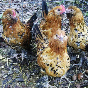 Barbuduccle chicken breed