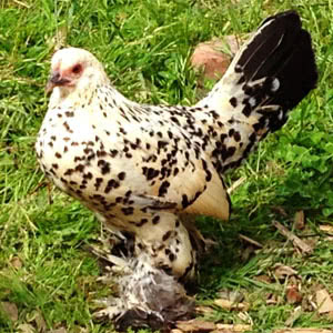 Booted Bantam chicken breed