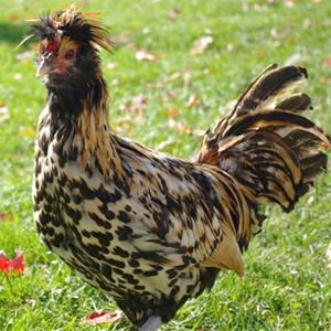 Brabanter chicken breed