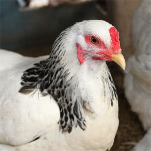 Brahma chicken