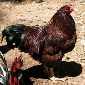 Buckeye chicken