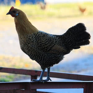 Campine chicken breed