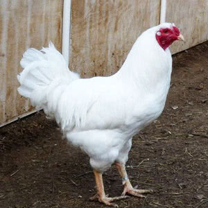 Chantecler chicken breed