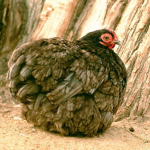 Cochin chicken breed
