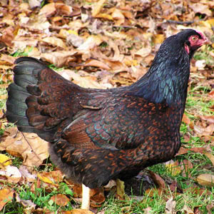 Cornish chicken breed