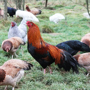 Cubalaya chicken breed