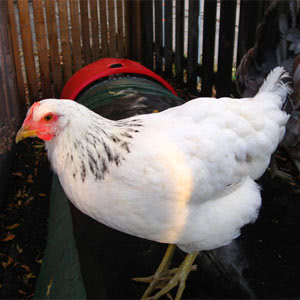 Delaware chicken