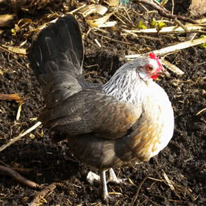 Dutch Bantam chicken breed