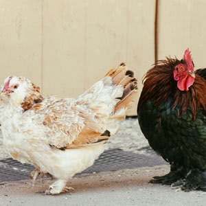 Favorelles chicken breed