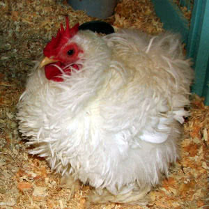 Frizzle chicken breed