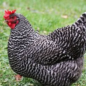 Holland chicken