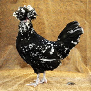 Houdan chicken breed