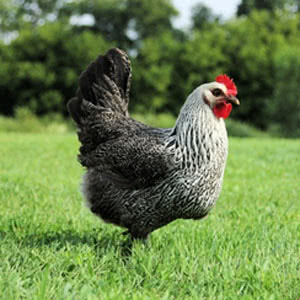 Iowa Blue chicken breed